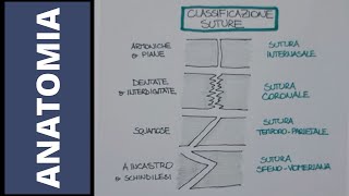 Articolazioni fibrose e cartilaginee [upl. by Levi296]