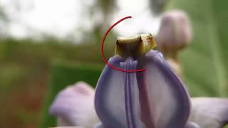 How the pollination and fertilization occur in plants [upl. by Ayomat]