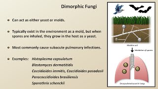 Classification and Structure of Fungi Fungal Infections  Lesson 1 [upl. by Michell657]