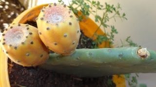 Growing cactus fruits are easy [upl. by Alviani]