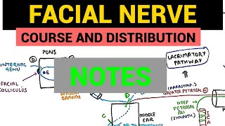 Facial Nerve Anatomy  4  Notes [upl. by Rosalinda70]