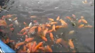 ornamental fish farming in biofloc system [upl. by Jessa]