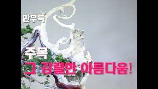 36 삶과 죽음 그 강렬한 아름다움  Taxus cuspidate주목 분재 닉네임  플라잉 더치맨 [upl. by Ahsienor]