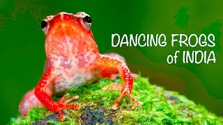 DANCING FROGS of INDIA [upl. by Elreath]