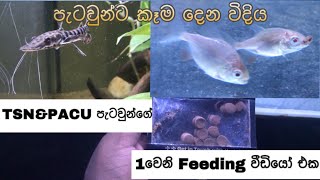 TSN amp පාකු පැටවුන්ට කෑම දෙන විදිය  Feeding TSN amp Albino Pacu fishaquarium monsteraquarium [upl. by Millhon]