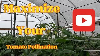 Maximizing Tomato Pollination [upl. by Aifas]