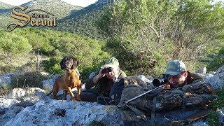 Mouflon  Hunting in Croatia  Dugi Otok Mufflon  Jagd in Kroatien [upl. by Pinkerton]