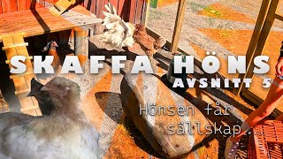 Skaffa höns A05  Hönsen får sällskap [upl. by Columba904]