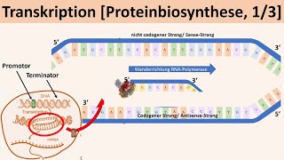 Transkription Proteinbiosynthese 13  Biologie Genetik Oberstufe [upl. by Aitsirhc]