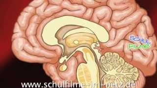 Gehirn  Schulfilm Biologie [upl. by Seuqram]