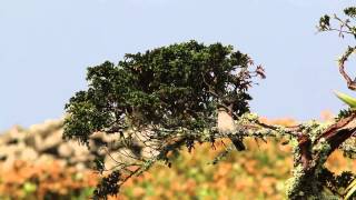 Great Grey Shrike Lanius excubitor ssp borealis Corvo Azores 18th of October 2014 [upl. by Izawa]