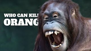 6 Animals That Can Beat The Orangutan [upl. by Dwayne]