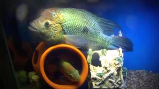 Umbee cichlids breeding Update [upl. by Dlawso]