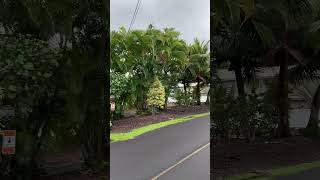 Quaint Oceanfront hawaii comes and goes nevergiveup overcomeobstacles [upl. by Eyde]