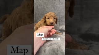 Red Mini Bernedoodle Puppy minibernedoodlepuppies minibernedoodles [upl. by Obie]