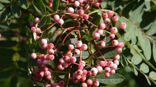 Sorbus Yunnan Pink [upl. by Helli667]