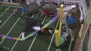 Kitten Bowl 2024 with Ten Lives Club [upl. by Ennirroc]