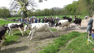 Happy cows in the meadow [upl. by Jola]