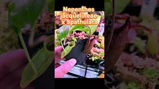 Nepenthes Jacquelineae x Spathulata plantlover carnivorousplant pitcherplant plantlover [upl. by Erhart]