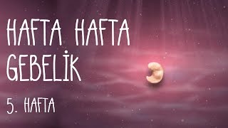 Hafta Hafta Gebelik 20 hafta [upl. by Evvie607]