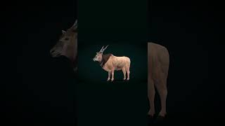 Greater Eland Antelope Animal animals eland mammal nyilonelycompany 3dmodel blender animals [upl. by Ennagem552]