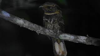 Rufous Nightjar Antrostomus rufus Tarapoto spot [upl. by Mathe]