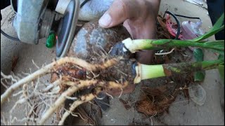 Twin Coconut Tree Bonsai Episode 01 [upl. by Yecram]