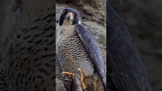 Peregrine Falcon Call shortsperegrinefalconcallperegrinefalconsound [upl. by Robin]