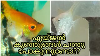 ഏയ്‌ജൽ കുഞ്ഞുങ്ങൾ ചത്തു പോകുന്നുണ്ടോ angelfish fry care angel baby care malayalam angelfish breed [upl. by Georges]