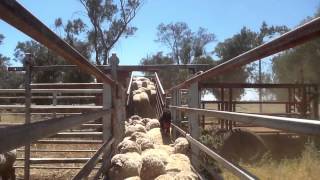 Kelpies backing sheep [upl. by Manville]