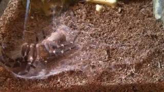 Time Lapse Tarantula Molting [upl. by Pietje5]