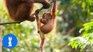 Baby Orangutan Are Adorable  Cutest Compilation [upl. by Esinahs]