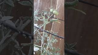 Tomato Hornworm gardengingtips garden tomato worms vegetables tips gardening shorts viral [upl. by Culberson]