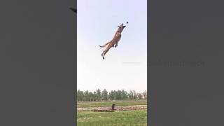 My Bernese Mountain Dog vs A Malinois😂  bernesemountaindog belgianmalinois funnydogvideos [upl. by Barthelemy]