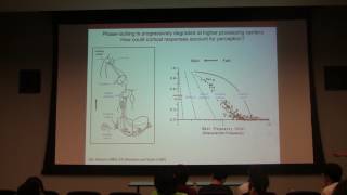 Lecture 37  Dr Wang auditory 3 [upl. by Ibmat]