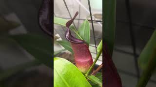 Nepenthes Spathulata x Tobaica BE3794 from Petflytrapcom [upl. by Sidalg704]