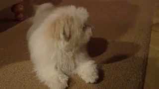 Coton de Tulear Talking [upl. by Waldner]