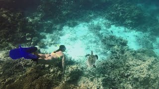 Embudu Village  Diving and Snorkeling [upl. by Anual956]