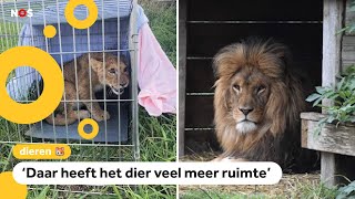 Gedumpte leeuw Remy verhuist naar ZuidAfrika [upl. by Neitsirk]