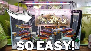 Breed 1000s of Celestial Pearl Danios with this DIY Egg Trap [upl. by Millburn]