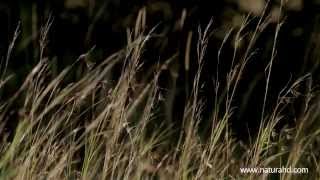 el hombre y la naturaleza  vídeo para crear conciencia [upl. by Ibbetson]