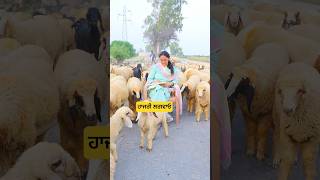 ਬੱਕਰੀਆ ਨੇ ਹਾਜਰੀ ਲਵਾਈ TheJaishvikvLoge explore punjabi viral vlogging [upl. by Kernan135]