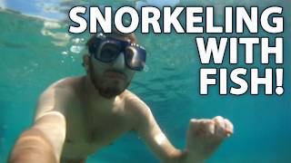 Snorkeling With Tropical Fish  Honeymoon 2 of 5 [upl. by Notsuh541]