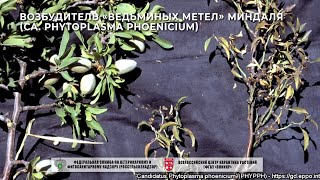 Возбудитель «ведьминых метел» миндаля Ca Phytoplasma phoenicium [upl. by Wandis978]