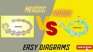 Mitosis vs Meiosis Side by Side Comparison [upl. by Wojak]