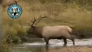 Elk in Colorado Wapiti  More Bugling [upl. by Willa]