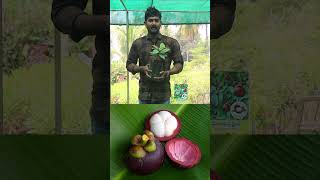 Mangosteen Plants  Mangosteen Fruits  Rare Fruit Plants In Telugu  Ashok Chakra Nursery  Kadiyam [upl. by Erdne82]