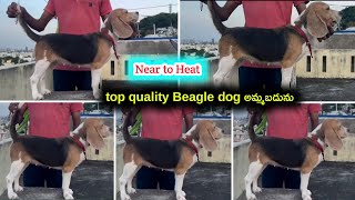 top quality Beagle dog for sale in telugu8309423902 aj pets [upl. by Ellord]