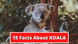 15 FACTS ABOUT KOALAS [upl. by Selma365]