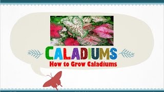 How to Grow Caladiums from Seed or Corm by your own StepbyStep Tutorial [upl. by Enirbas]